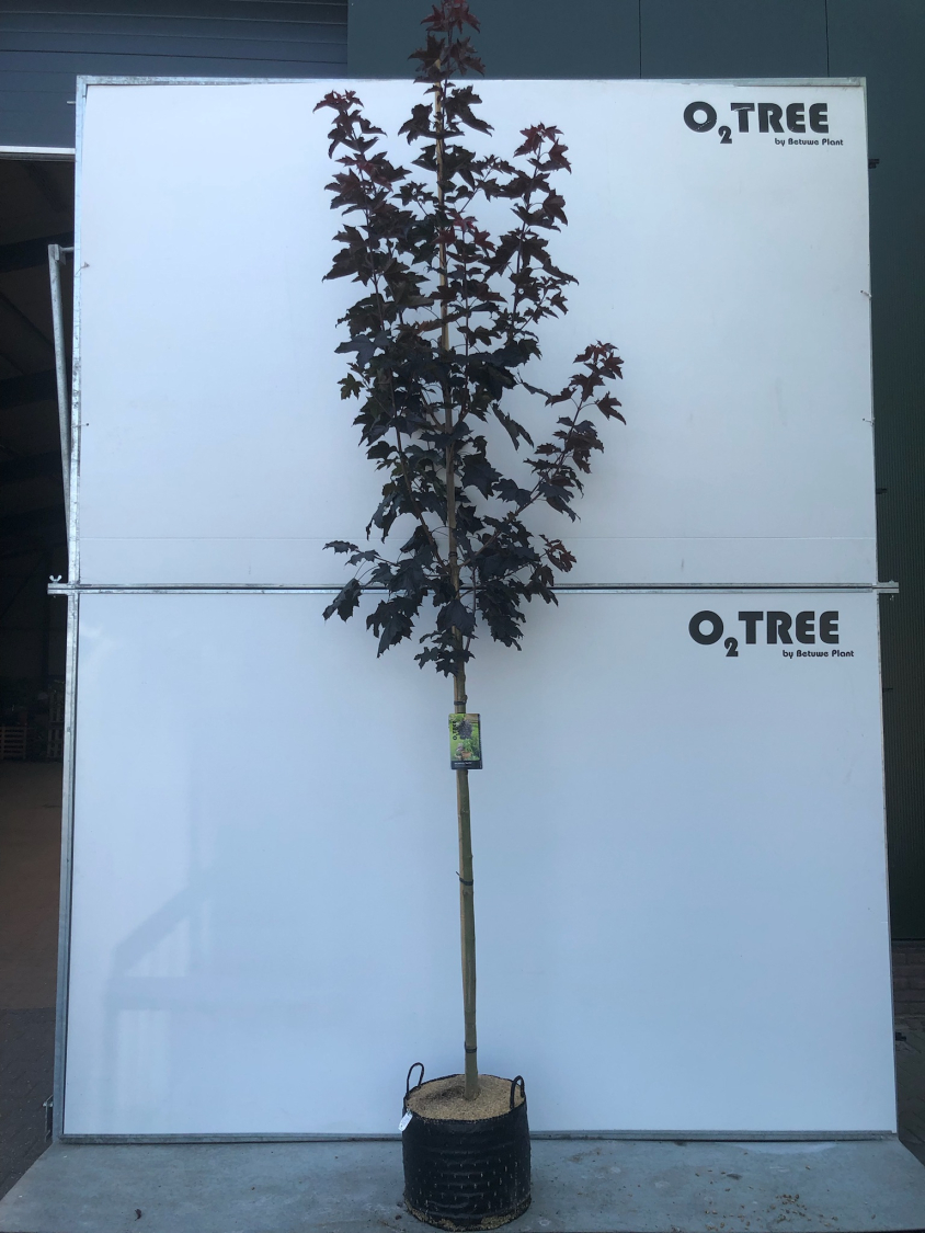 acer-platanoides--royal-red--8-10-12-in-container