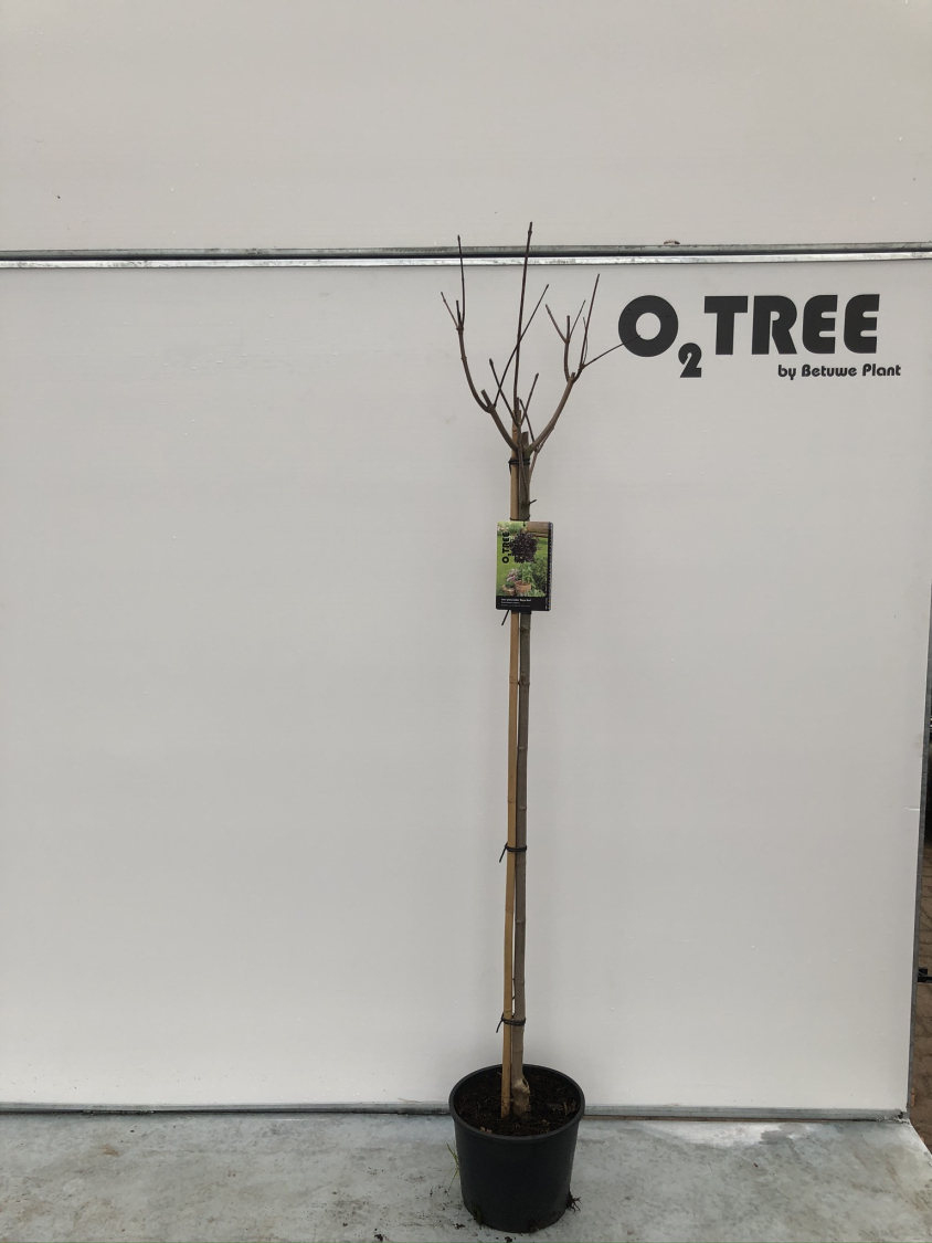 acer-platanoides--royal-red--c10-120cm-winter