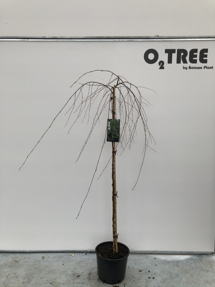 betula-pendula--youngii--c10-120cm