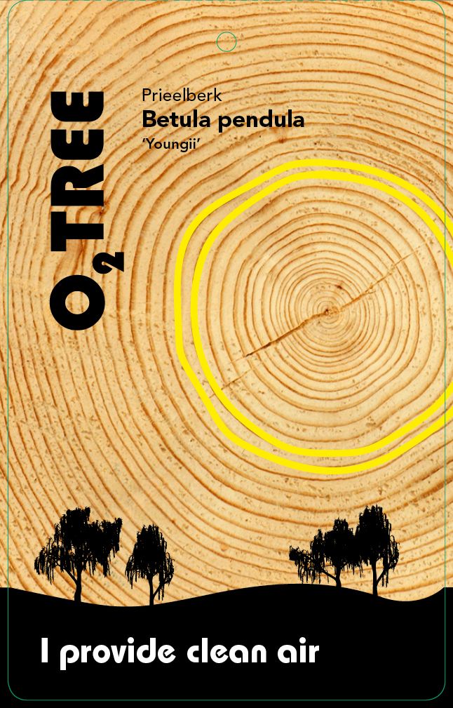 betula-pendula-youngii-thema