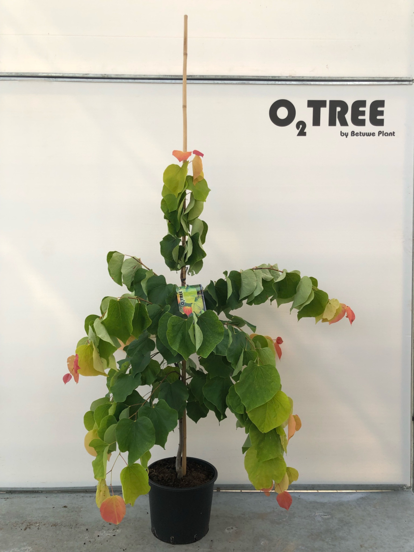 cercis-canadensis--the-rising-sun--c12-150-175