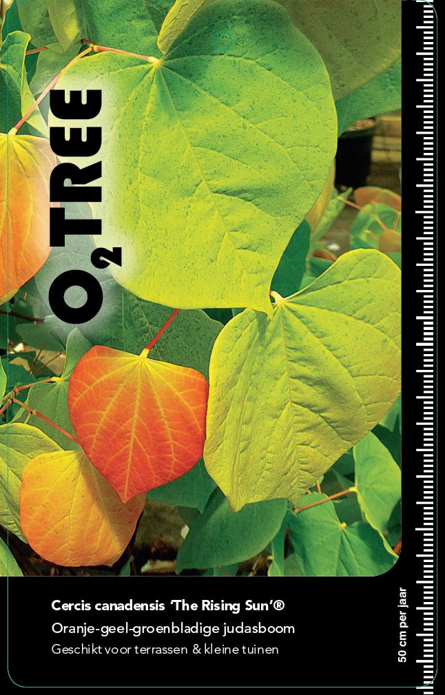 cercis-canadensis-the-rising-sun